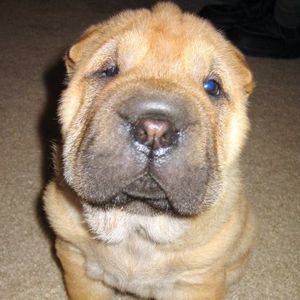 Meet your Posher, Mark